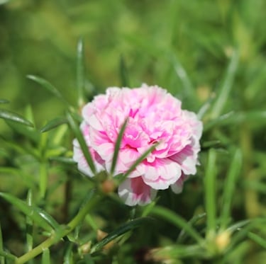a pink Portulaca flowering full sun hanging basket plant