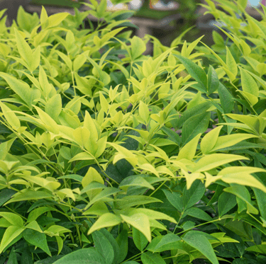 one Nandina bush with yellow-green leaves