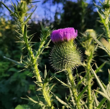 multiple Thistle weeds growing together