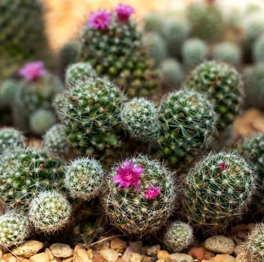 a tiny indoor cactus plant with pink flowers
