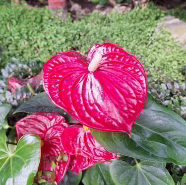 bright red Flamingo Lilys in a green space