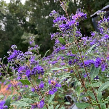 multiple Blueberard flowers blooming on the bushes steams