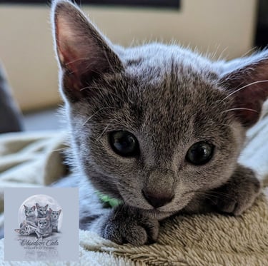 élevage de chat bleu russe 