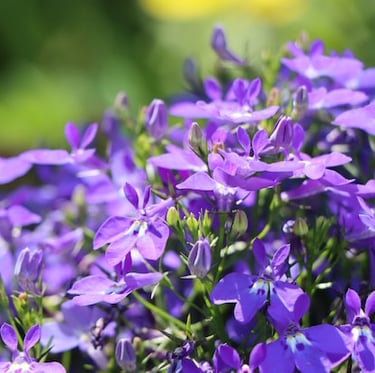 multiple pink Lobelia flowers for hanging baskets