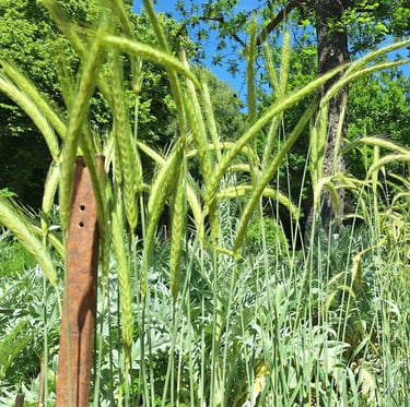 Corn planted together with other plants