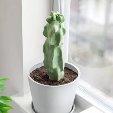 an American Totem Pole Cactus indoors