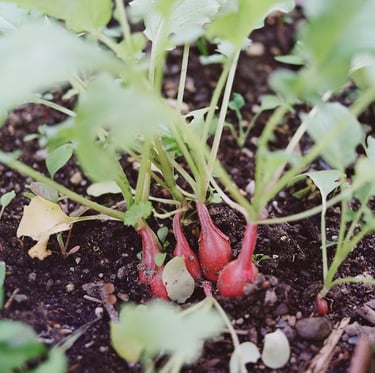 a few radishes that are ready to harvest