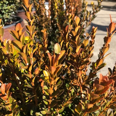 a dead shrub with yellow-brown leaves in full sn