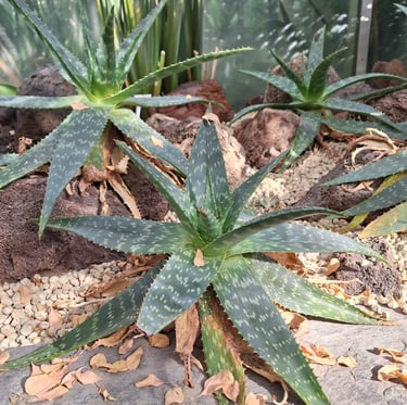 two green succulent cacti growing in a dry environment