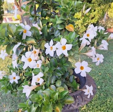 a bunch of flowers in a garden planter