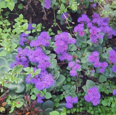a rabbit resistant annual with purple flowers
