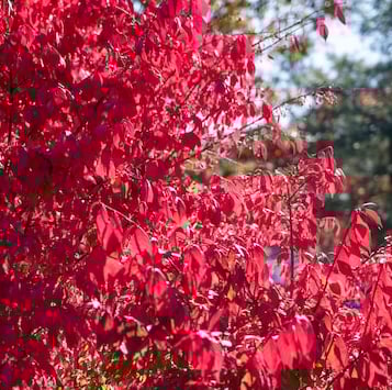 a red zone 6 Burning Bush in full sun