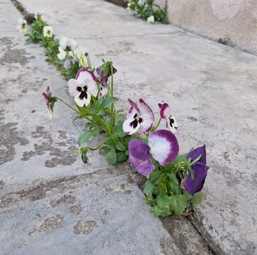 multiple colorful Pansy flowers in a green space