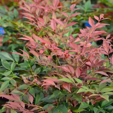 red and green Nandina Domestica leaves
