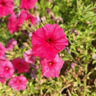 multiple bright red Million Bell flowers