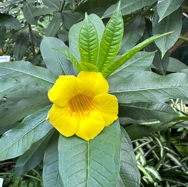 a Indonesian Bush Allamanda flower on a bush