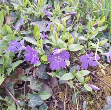 a Vinca plant wit purple flowers