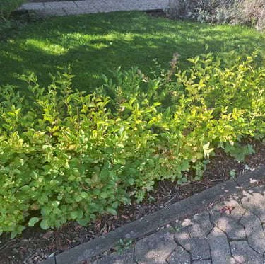 muiltiple green bushes growing in a hedge form