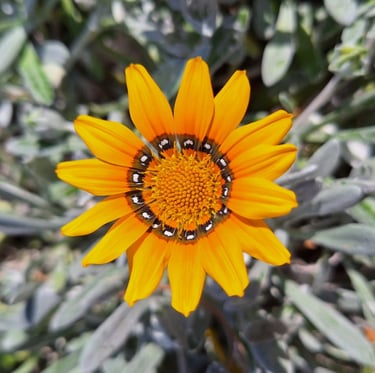 a small orange flower