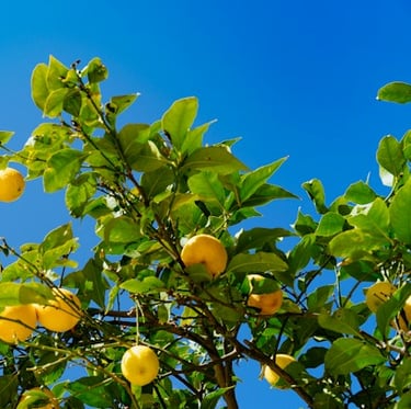 a Lemon tree with multiple yellow Lemons