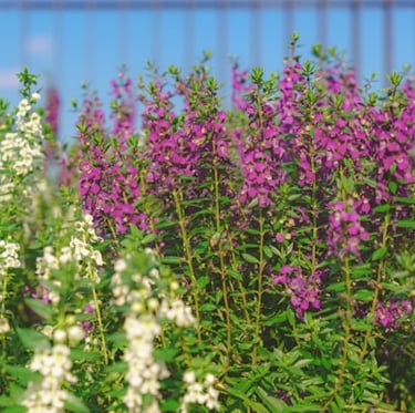 a bunch of Angelonia plants with purple flowers