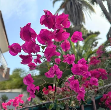 a lot of bright pink flowers on a stem