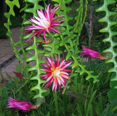 Fishbone Cactus plants blooming at night