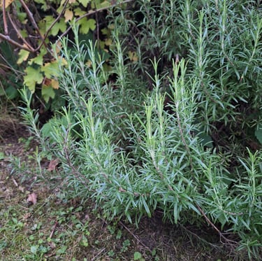 grass growing next to a Rosemary bush
