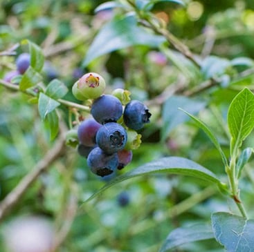 multiple berries growing on a properly trimed Blueberry bush