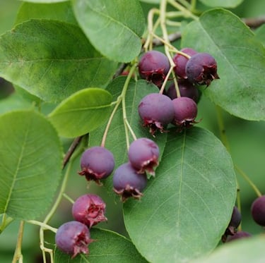 a fast growing shade shrub with leaves and berries
