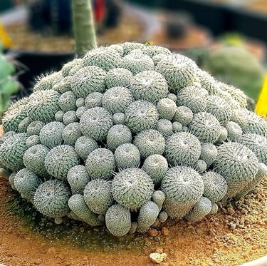 a lot of small Button Cactus plants growing close together
