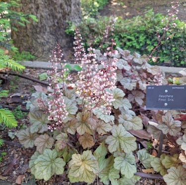 a flowering and low maintenance perennial thriving in USDA zone 6