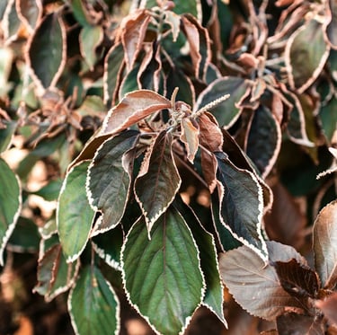 one dying shrub with brown leaves