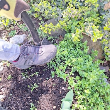 a person diging up a plant in our garden