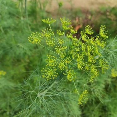 a Dill herb which is growing well