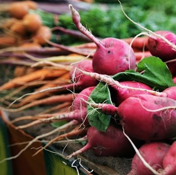 a few red radish plants that just got harvested