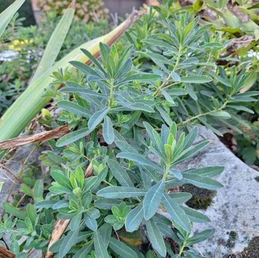 multiplle herbal plants growing nicely together