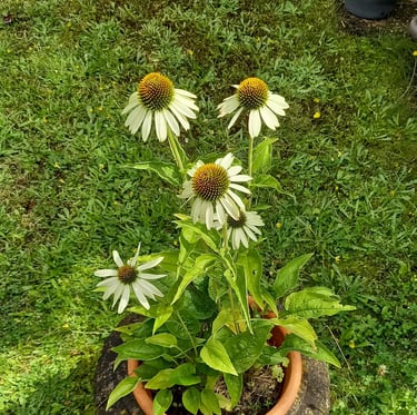 multiple white August flowering plants