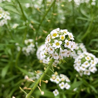 a Sweet Alyssum annual plant that thrives in shade