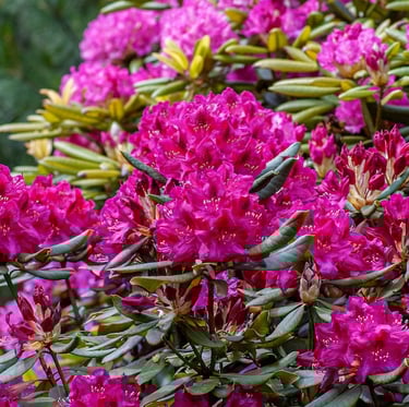 a flowering shade evergreen bush called Rhodendron