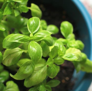 a Basil plnt that has been grown from seed correctly