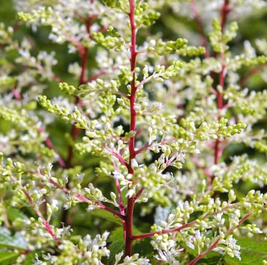 a white flowering Astilbe plant