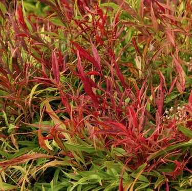 Nandina Sienna Sunrise with long and thin red leaves