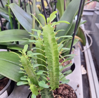 three bright green indoor African Milk Tree cacti