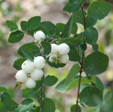 green Snowberry plants growing is the winter