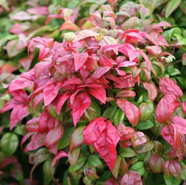 a bright red Nandina bush 
