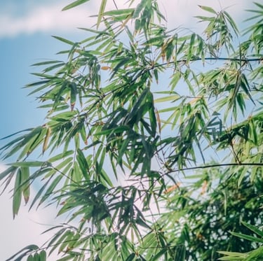 a Chinese Dwarf Bamboo ornamental plant
