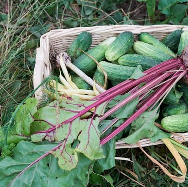 a large harvested Beetroot plant