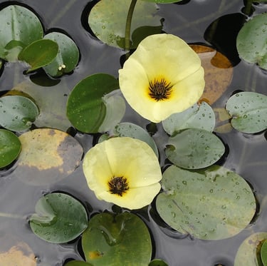 two yellow Water Poppys in a pond
