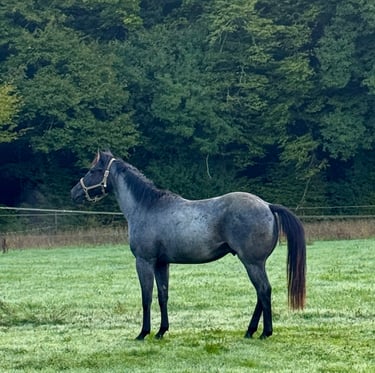 americain stallion quarter horse etalon blue roan